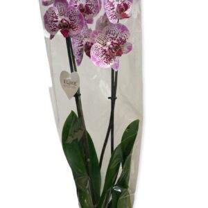 Orchidea Phalaenopsis