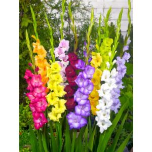 Bulbi di gladioli - mix alta selezione colori misti (1pz)