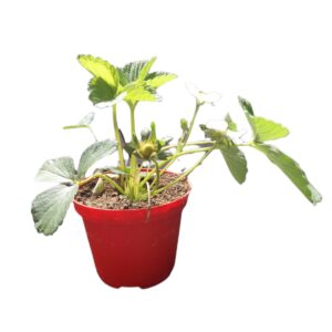 Fragola rifiorente