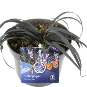 Ophiopogon planiscapus Nigrescens