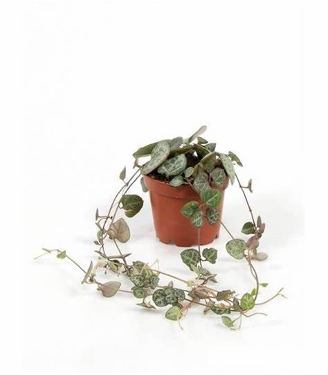 Ceropegia woodii