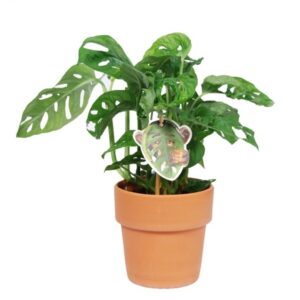 Monstera obliqua monkey leaf