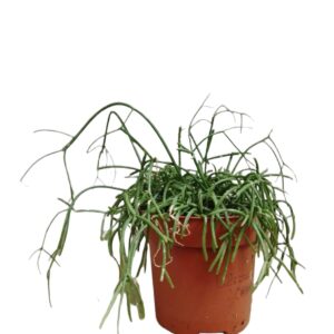 Riphsalis