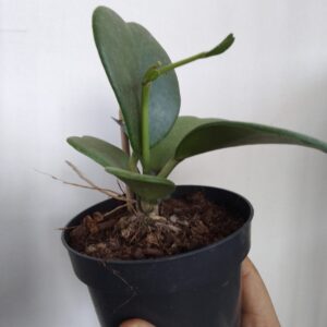 Hoya Kerrii
