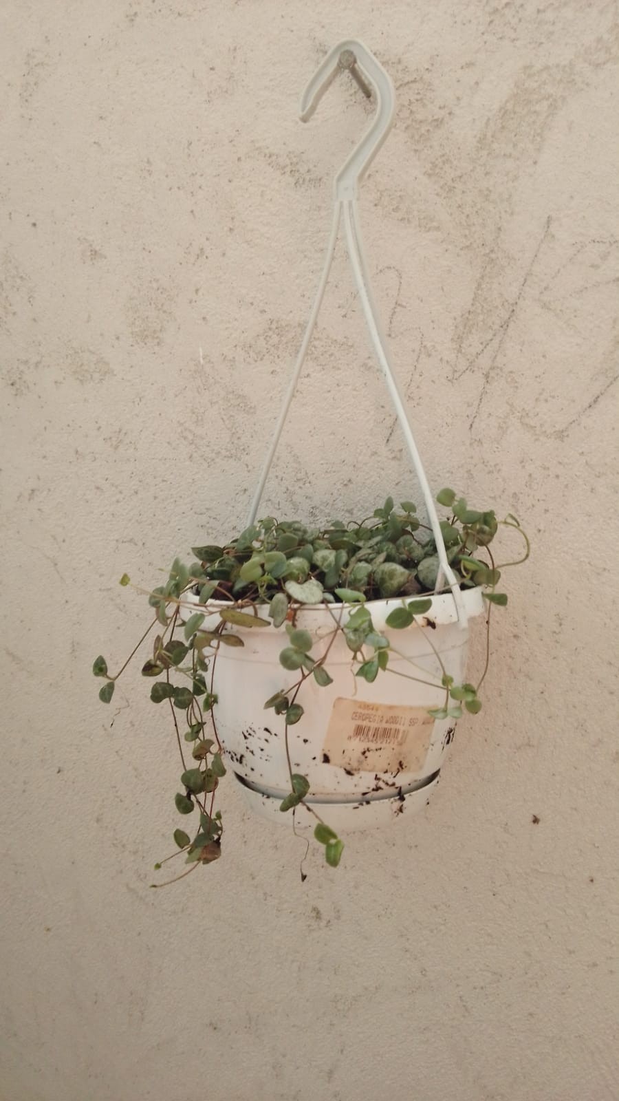 Ceropegia woodii - immagine 2