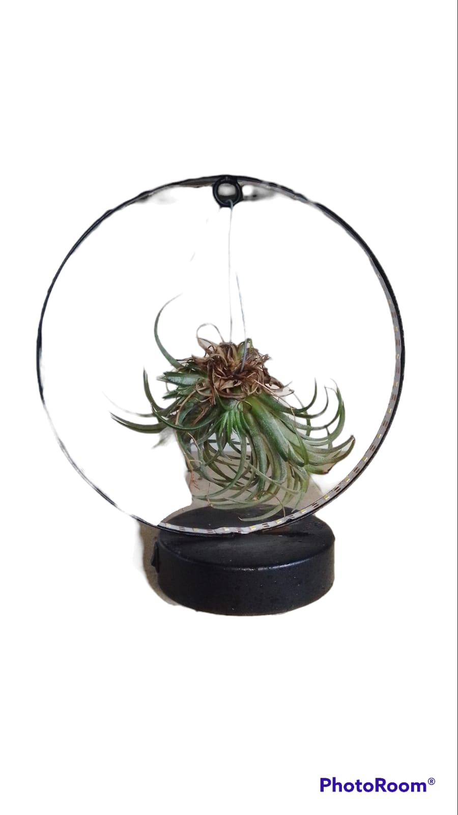 Centrotavola - circle led con tillandsia