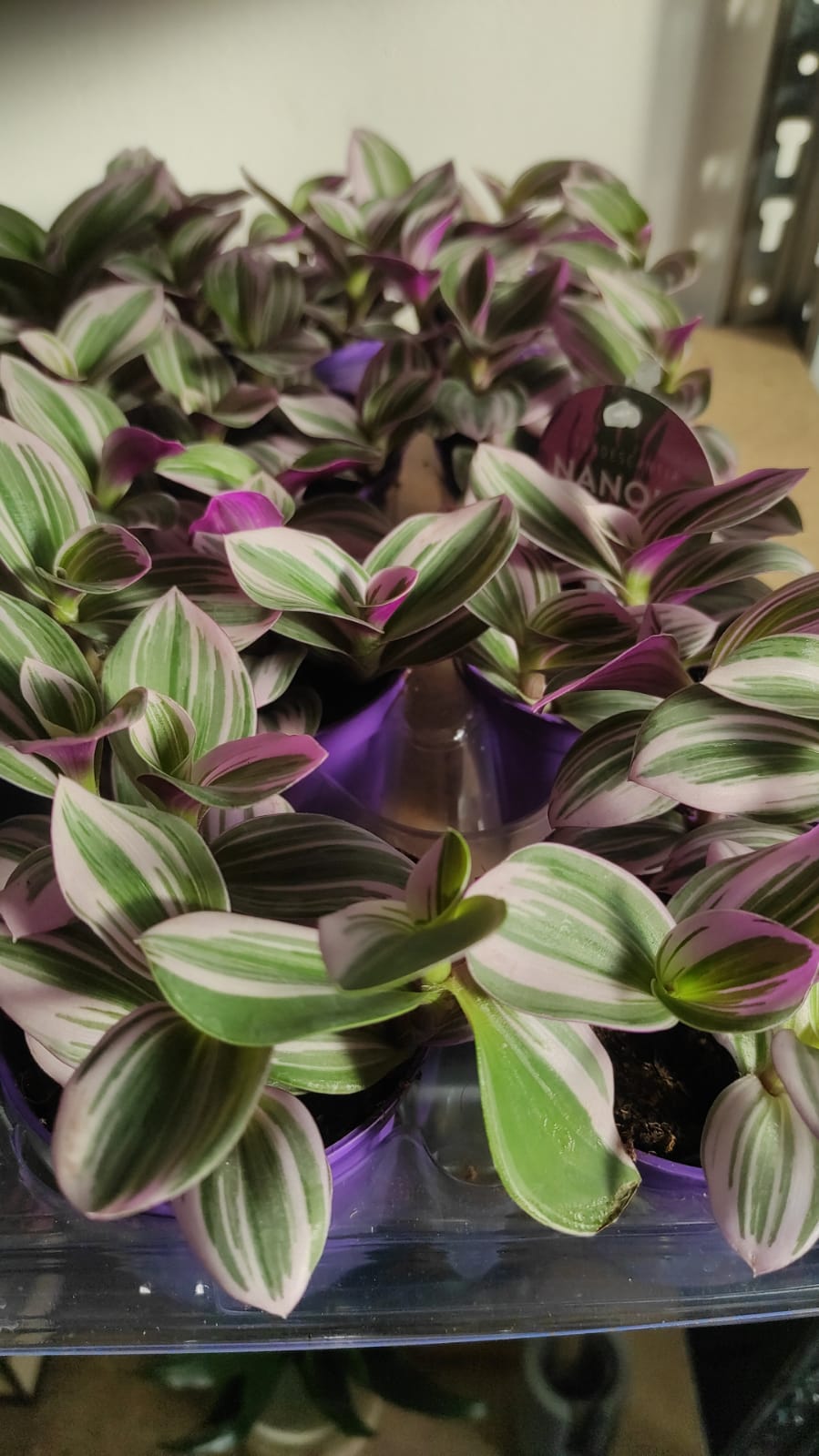 Tradescantia Nanouk - immagine 3