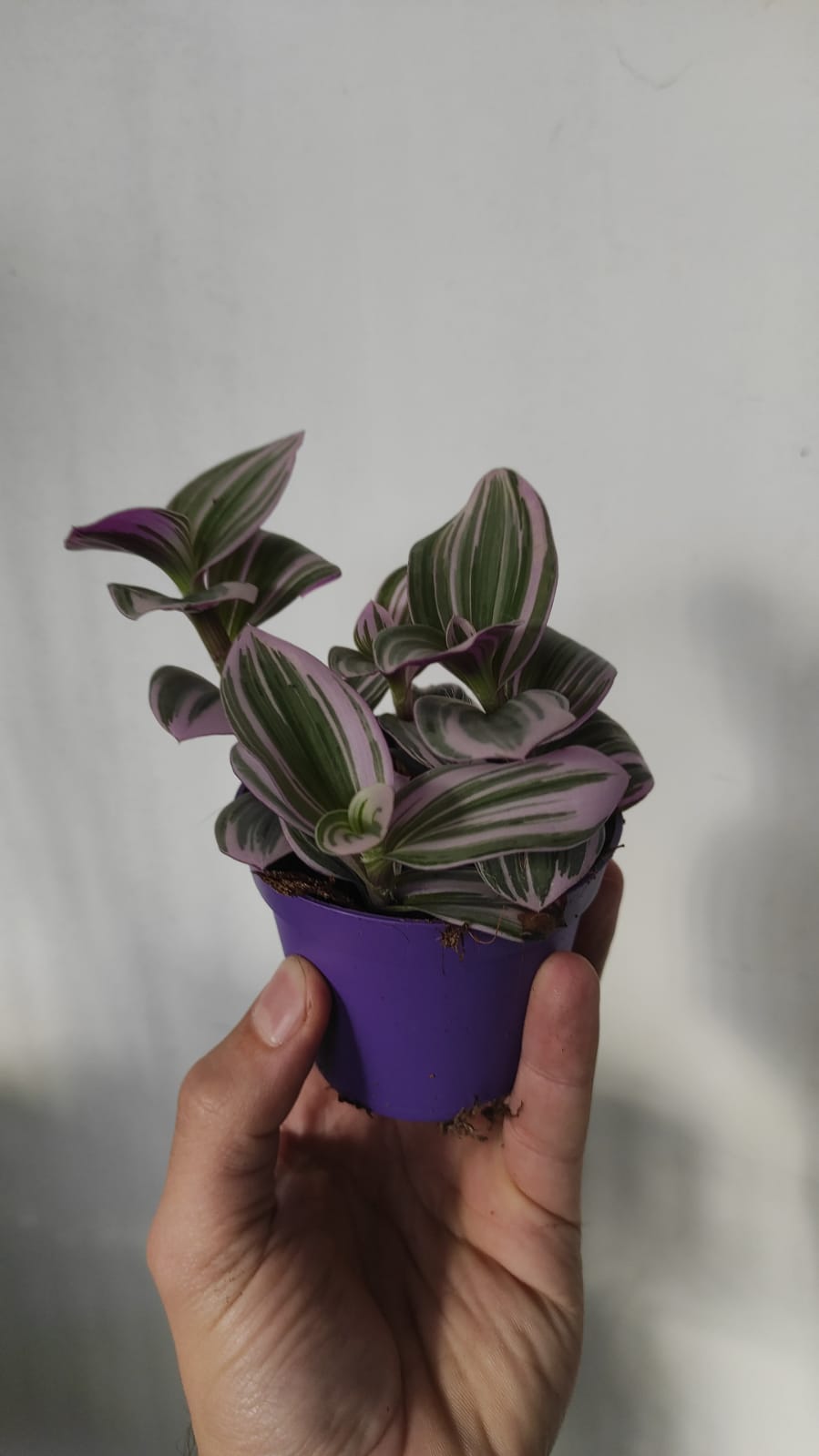 Tradescantia Nanouk - immagine 2