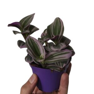 Tradescantia Nanouk