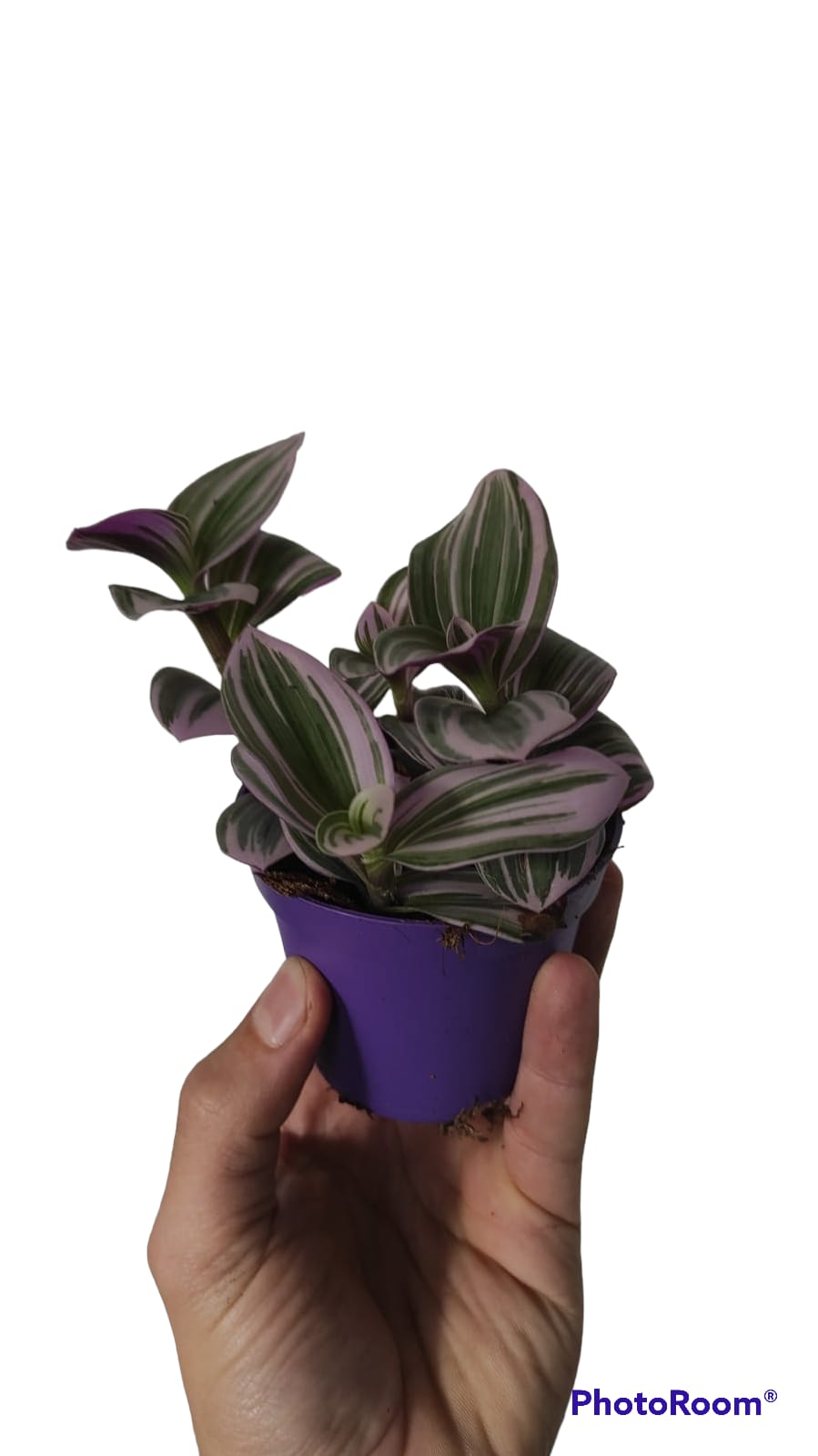 Tradescantia Nanouk
