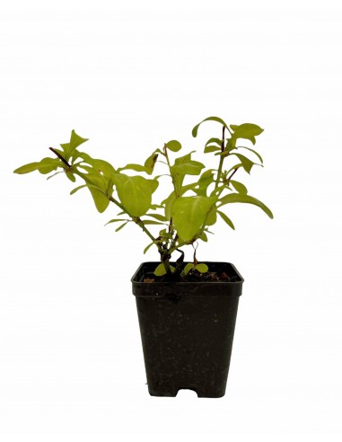 Plumbago - gelsomino azzurro - immagine 5