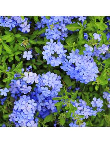 Plumbago - gelsomino azzurro - immagine 3