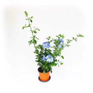 Plumbago - gelsomino azzurro
