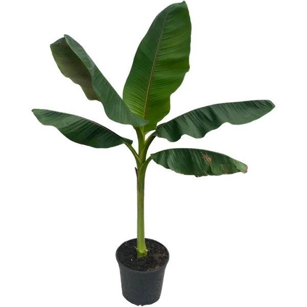 Banano - Musa Tropicana