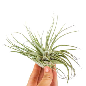 Tillandsia pianta ad aria varietà Oaxacana