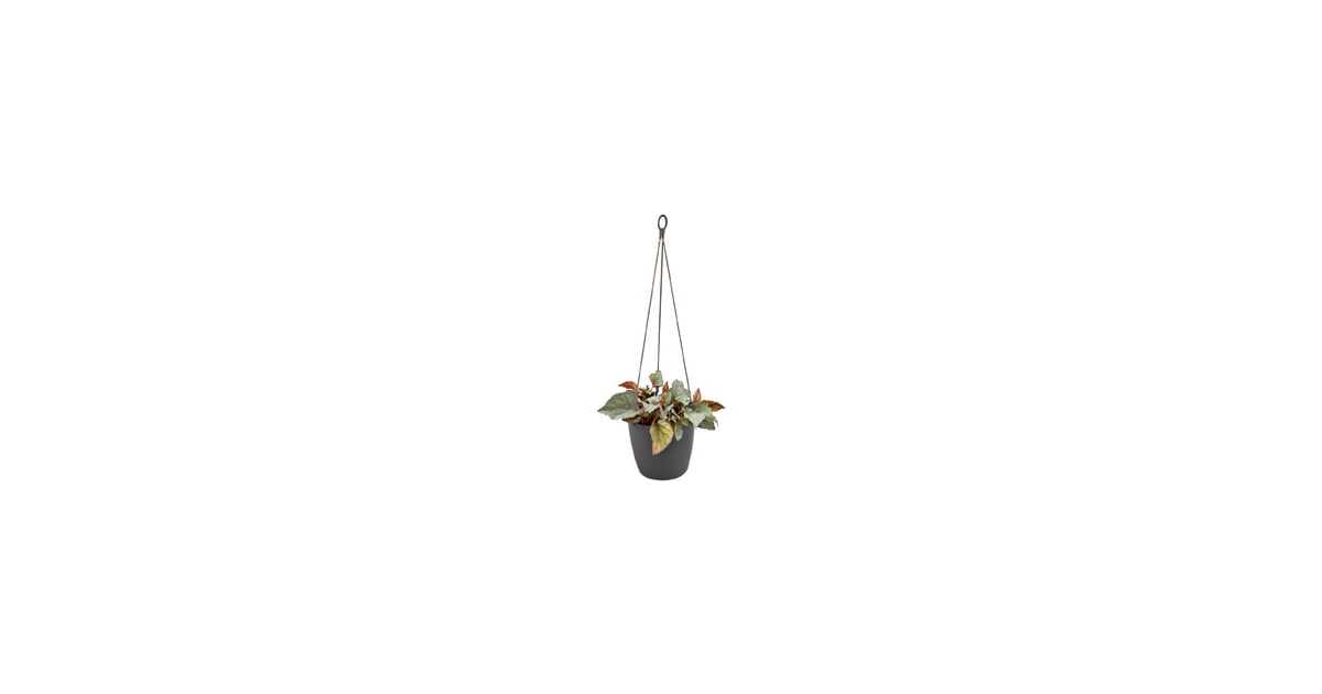 Brussels hanging basket d. 18 cm - immagine 4