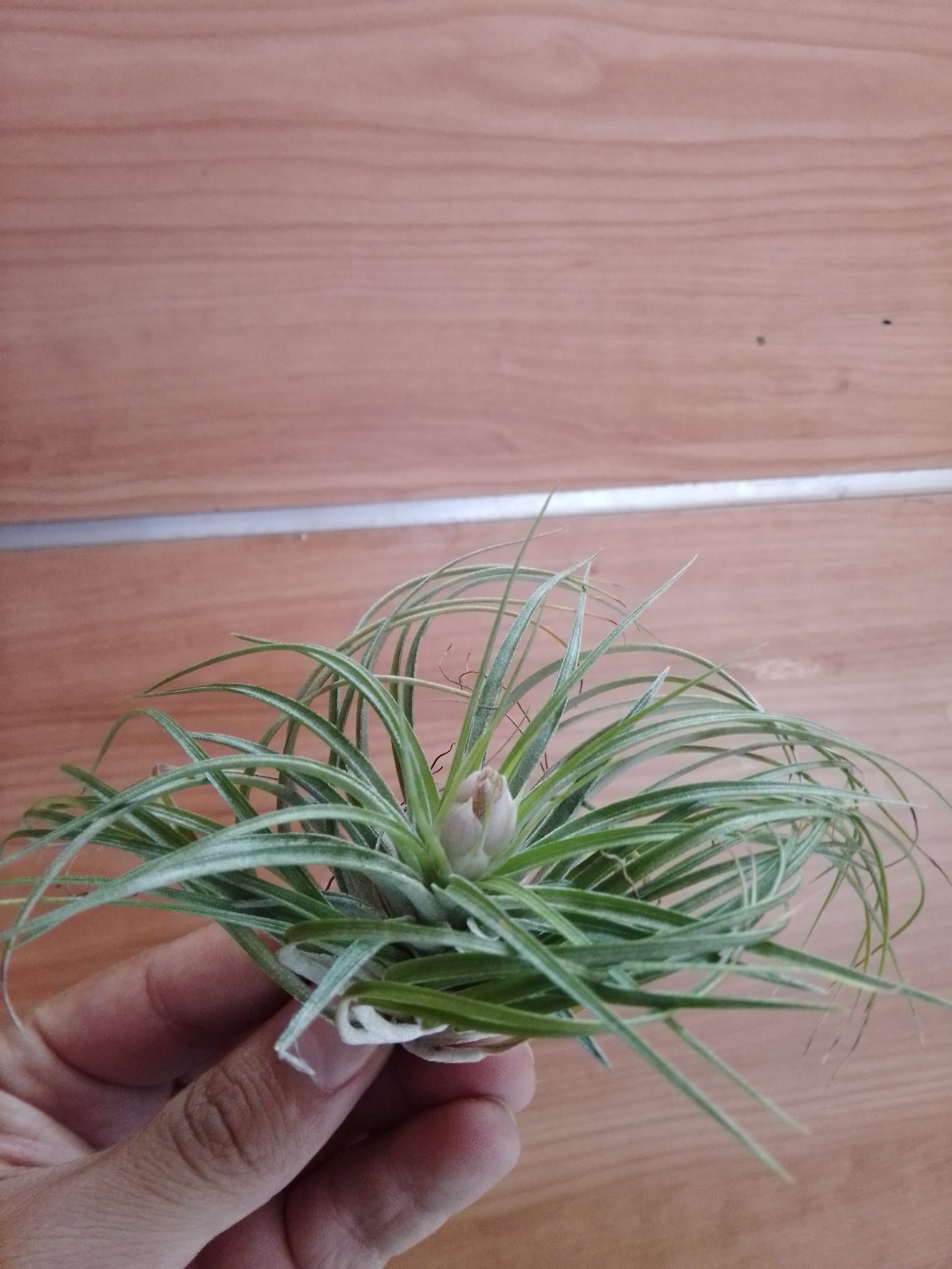 Tillandsia stricta - immagine 2