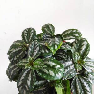 Pilea cadirei - Pianta d' alluminio