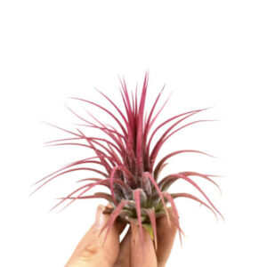 Tillandsia Ionantha red