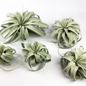 Tillandsia Xerographica