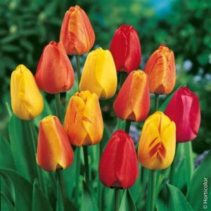 Bulbi di tulipani mix colori (1pz)