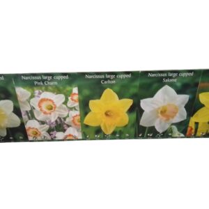 Bulbi di narcisi - mix colori (1pz)