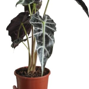 Alocasia Polly