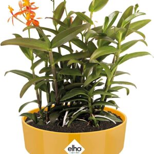 Vaso b. for original ⌀18 - 25 cm