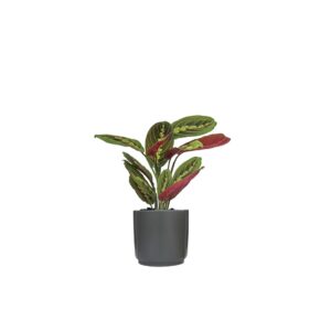 Calathea Maranta Leuconeura Fascinator - pianta della preghiera