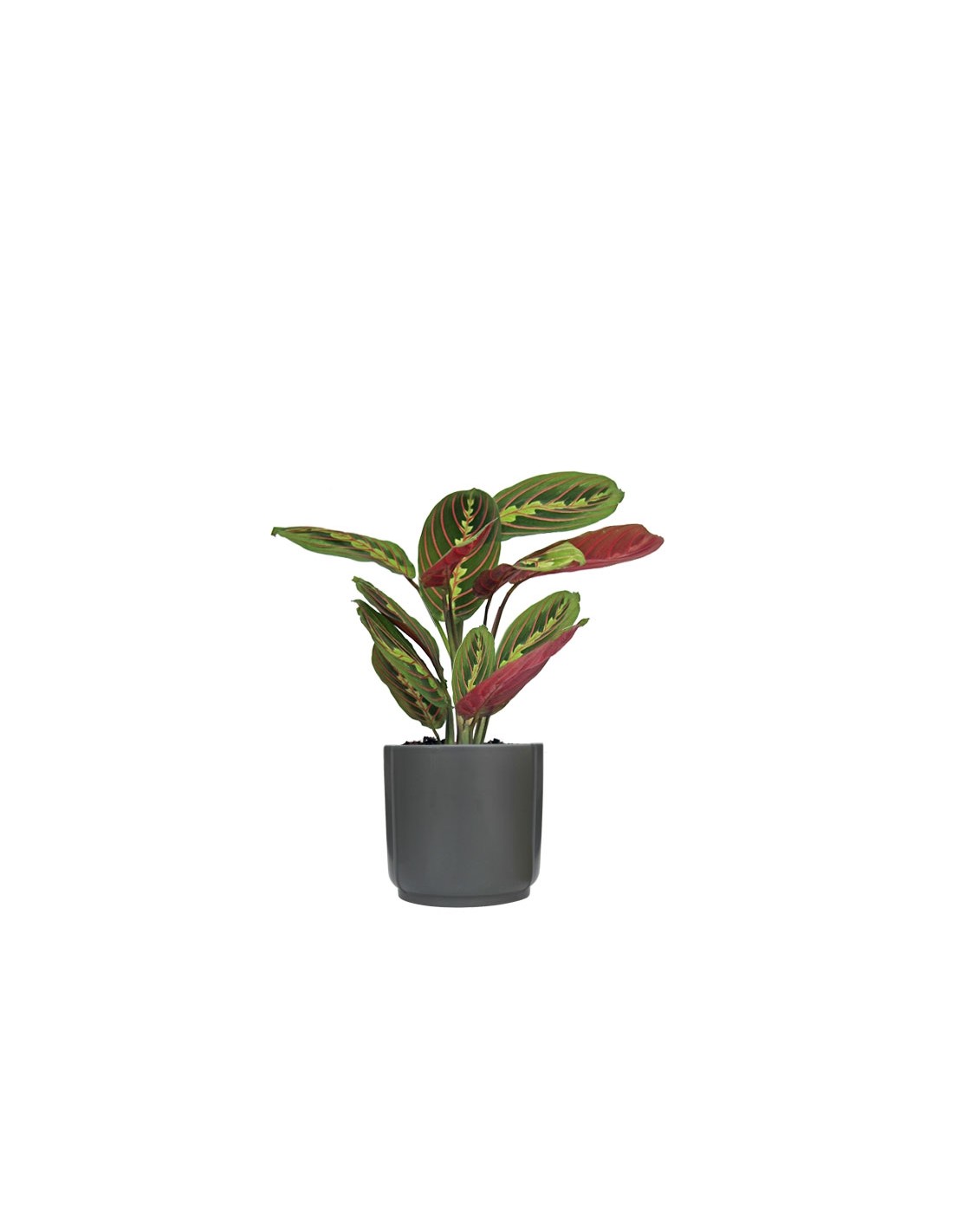 Calathea Maranta Leuconeura Fascinator - pianta della preghiera