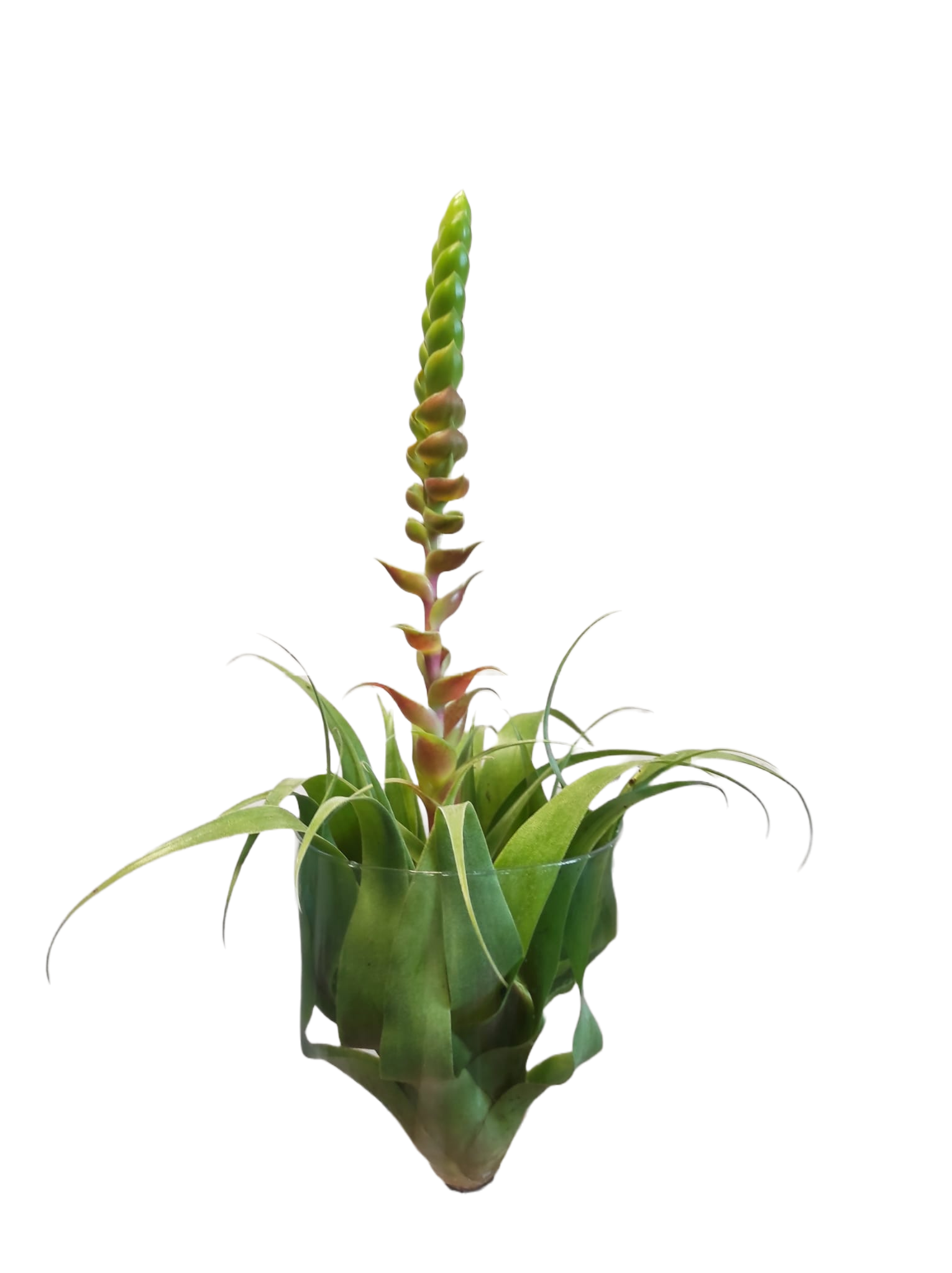 Tillandsia Samantha