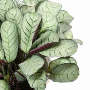 CALATHEA Marantaamagris