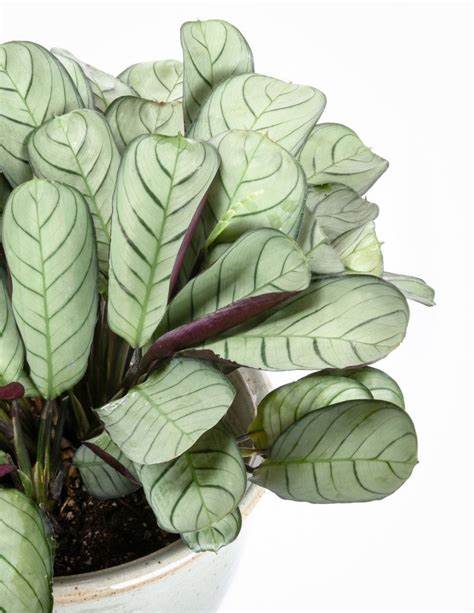 CALATHEA Marantaamagris