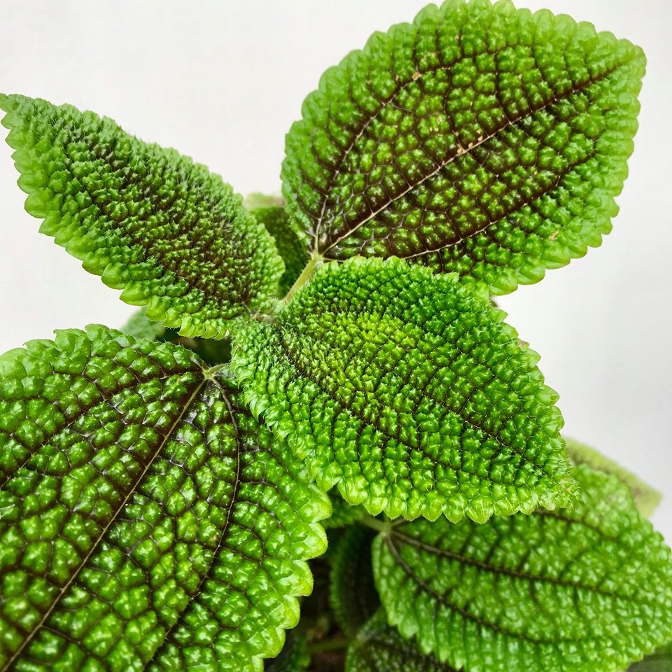 Pilea involucrata alumi moon valley - immagine 2