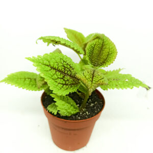 Pilea involucrata alumi moon valley