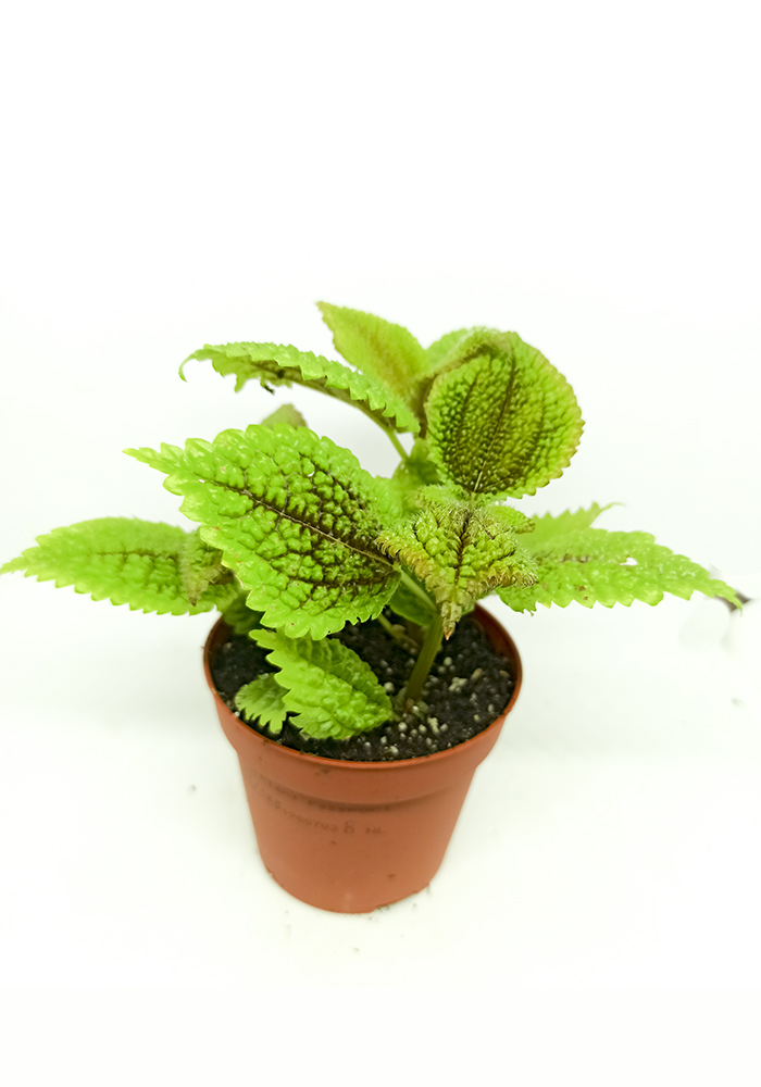 Pilea involucrata alumi moon valley