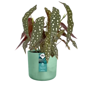Coprivaso Ocean ⌀ 14 - 22 cm