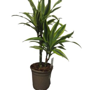 Dracaena lemon lime