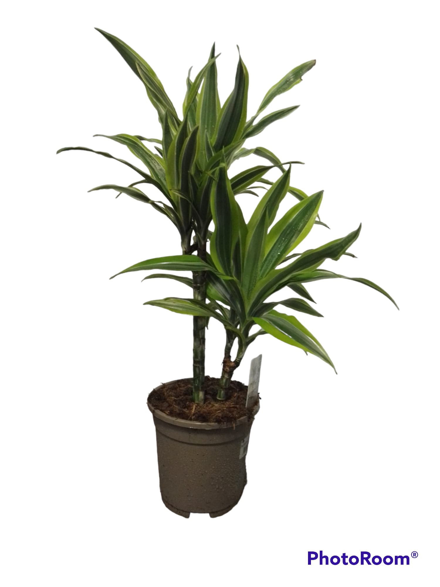 Dracaena lemon lime