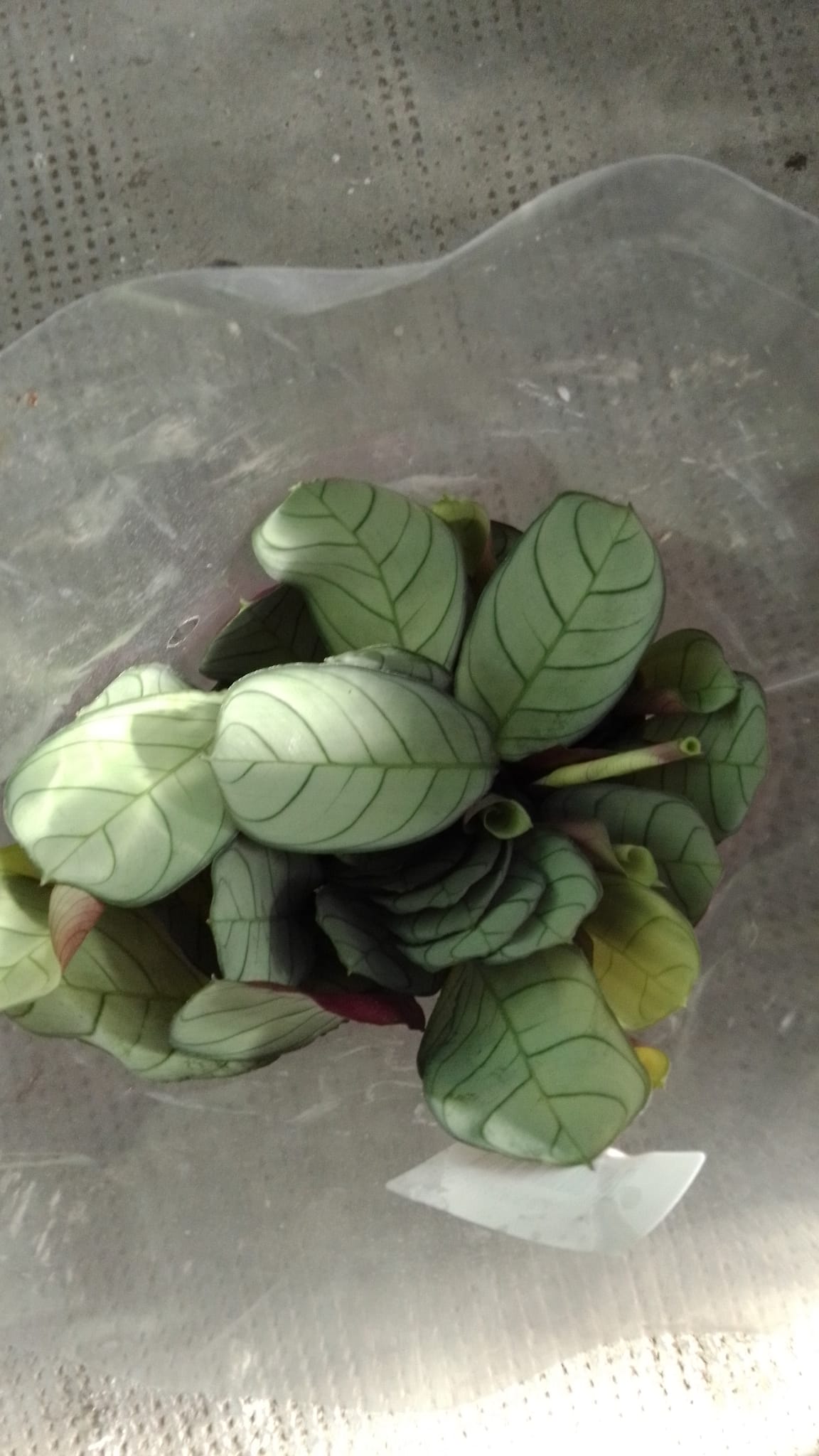 CALATHEA Marantaamagris - immagine 3