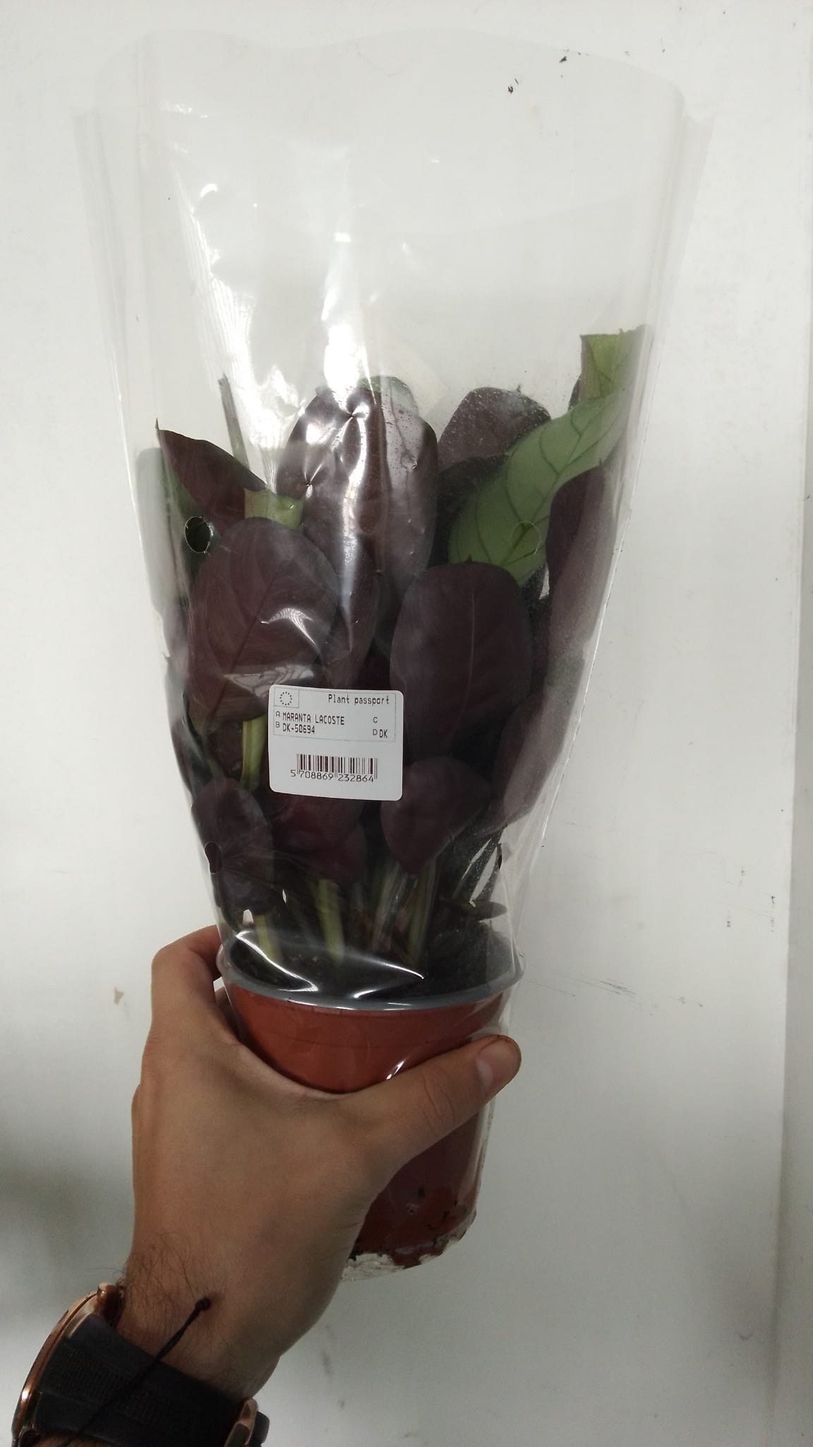 CALATHEA Marantaamagris - immagine 2