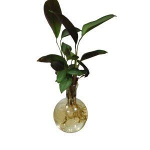 Propagation bowl