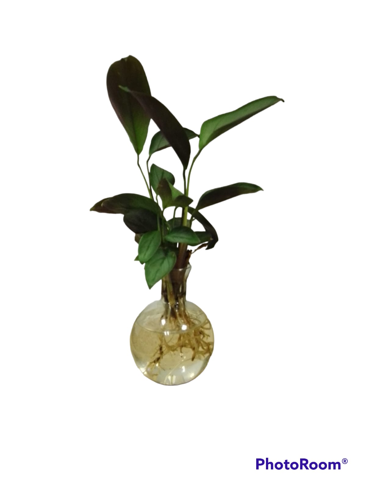 Propagation bowl