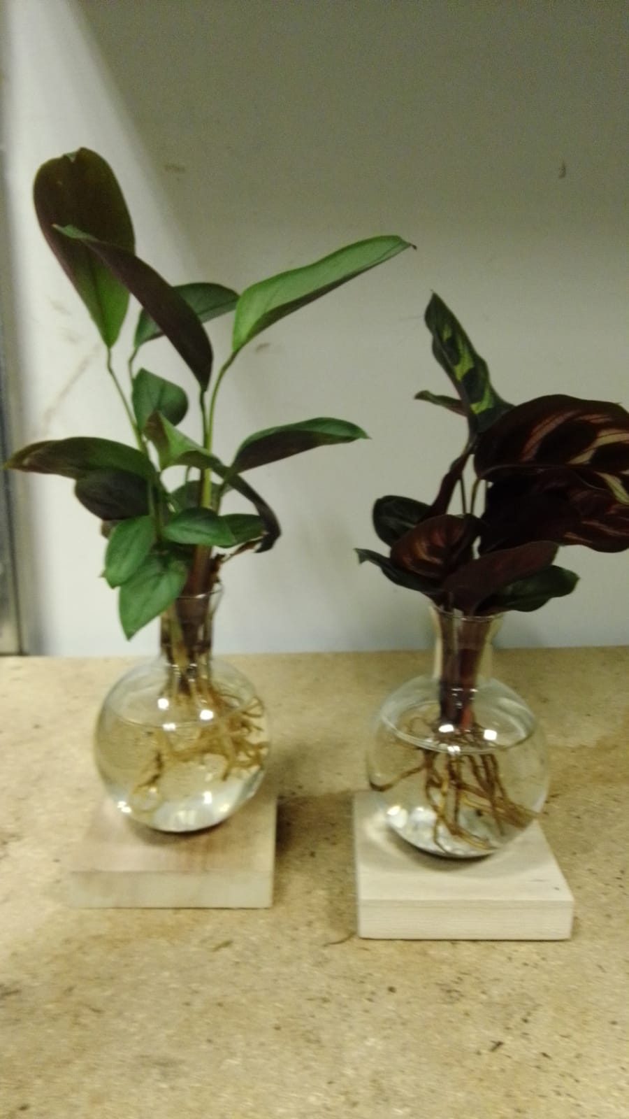 Propagation bowl - immagine 2