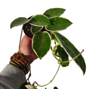 Hoya carnosa "Krimson Queen"