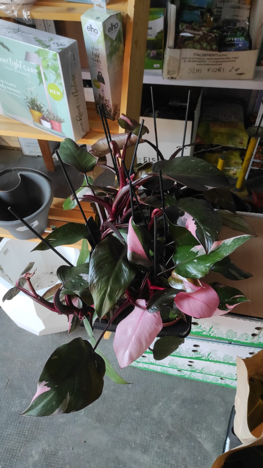Philodendron pink princess - immagine 2