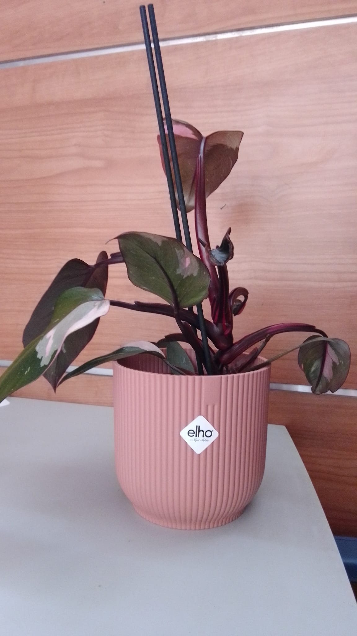 Philodendron pink princess - immagine 4