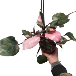 Philodendron pink princess