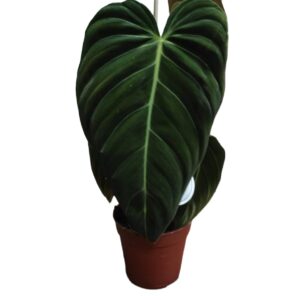 Philodendron melanochryum