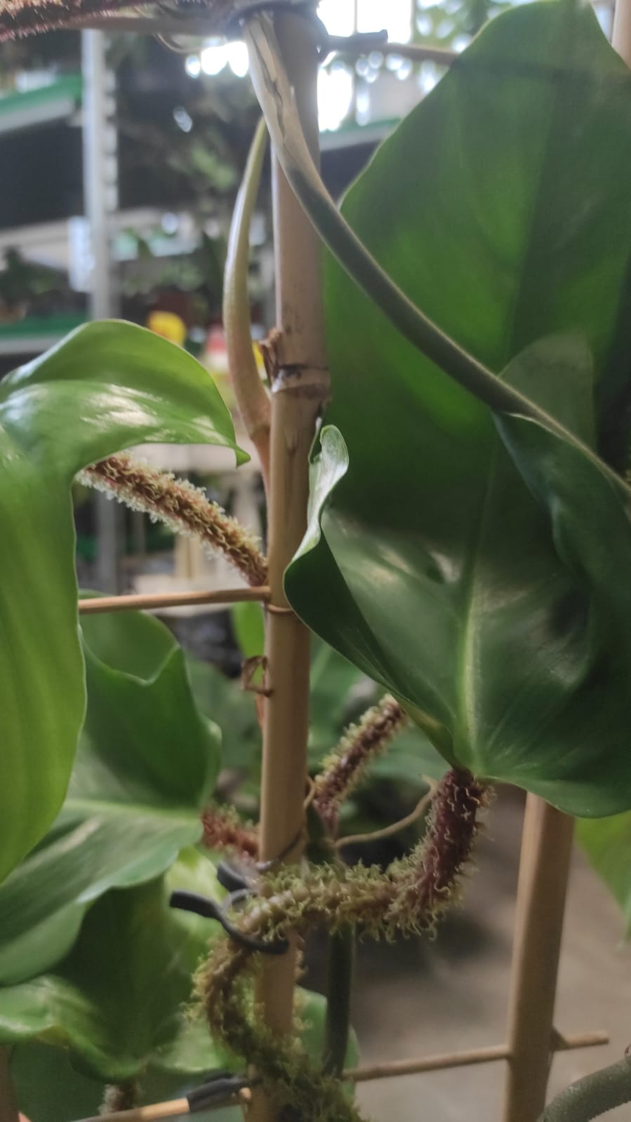 Philodendron squamiferum - immagine 2